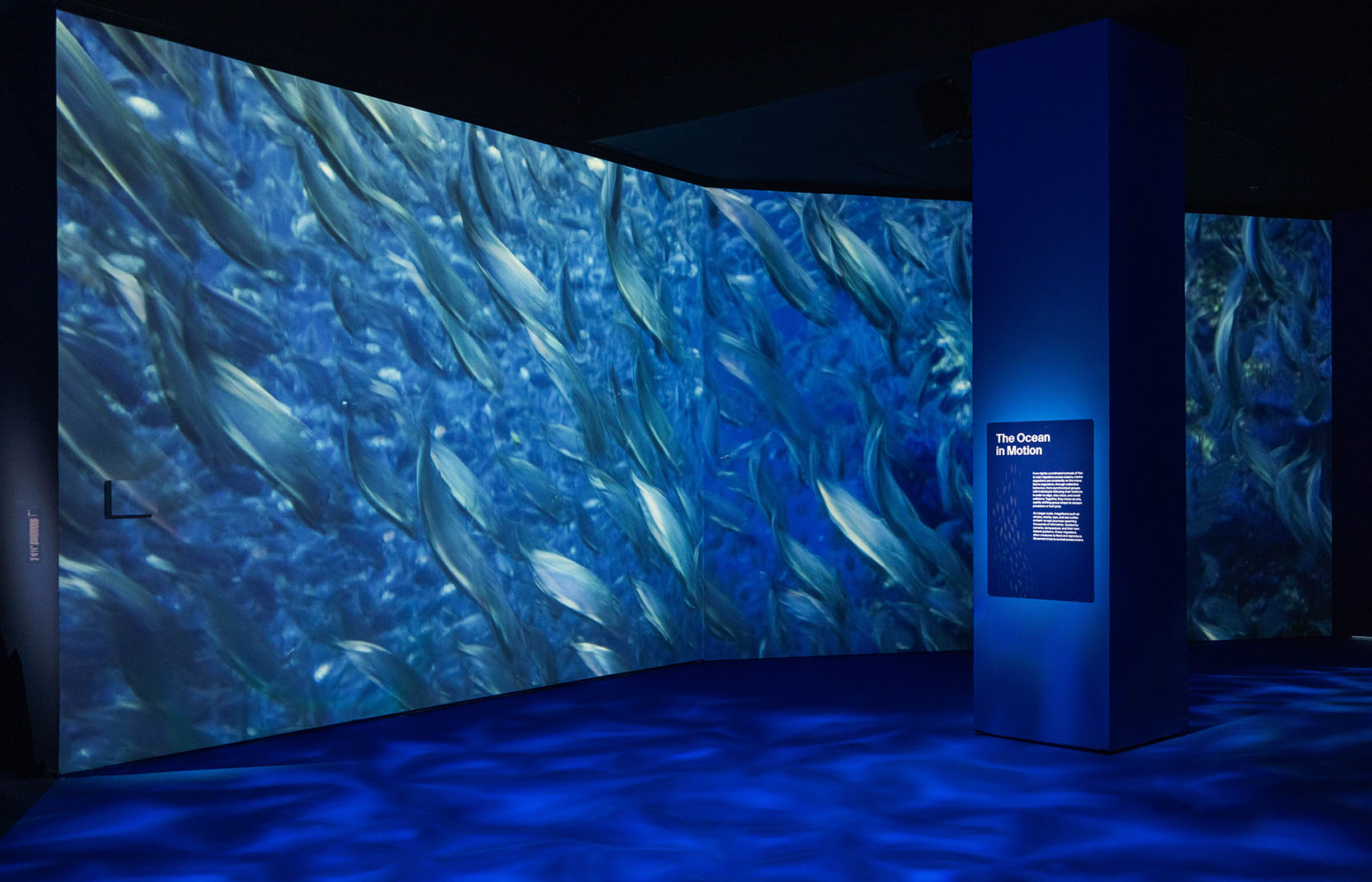 OceanX footage, The Ocean in Motion, features marine life in constant movement, set against the vast blue expanse of the Photic Zone_Credit to Marina Bay Sands